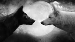 black wolf and a white wolf staring at each other
